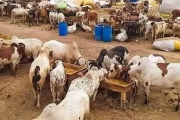 پاکستان میں عیدالاضحیٰ 2026 کی ممکنہ تاریخ سے متعلق سائنسی پیش گوئی