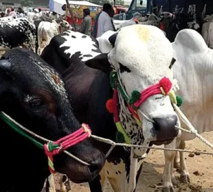 عید الاضحیٰ: شدید گرمی میں قربانی کے گوشت کی حفاظت اور استعمال سے متعلق ماہرین صحت کی اہم ہدایات