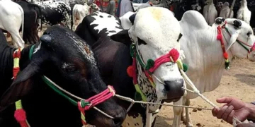 عید الاضحیٰ: شدید گرمی میں قربانی کے گوشت کی حفاظت اور استعمال سے متعلق ماہرین صحت کی اہم ہدایات 21 عید الاضحیٰ: شدید گرمی میں قربانی کے گوشت کی حفاظت اور استعمال سے متعلق ماہرین صحت کی اہم ہدایات