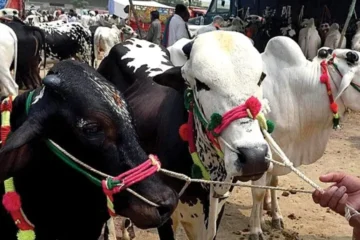 عید الاضحیٰ: شدید گرمی میں قربانی کے گوشت کی حفاظت اور استعمال سے متعلق ماہرین صحت کی اہم ہدایات