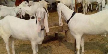 کراچی: گلستانِ جوہر میں عیدالاضحیٰ کے لیے لائے گئے 25 بکرے چوری 40 کراچی: گلستانِ جوہر میں عیدالاضحیٰ کے لیے لائے گئے 25 بکرے چوری