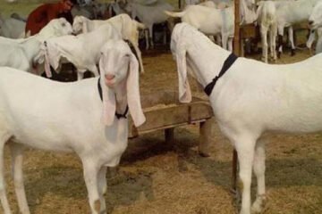 کراچی: گلستانِ جوہر میں عیدالاضحیٰ کے لیے لائے گئے 25 بکرے چوری