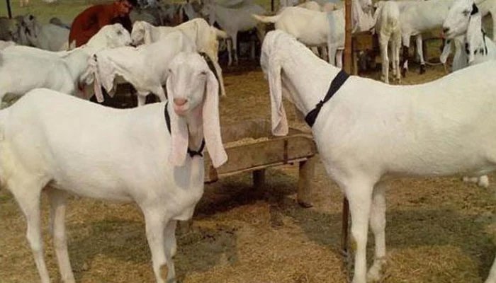 کراچی: گلستانِ جوہر میں عیدالاضحیٰ کے لیے لائے گئے 25 بکرے چوری