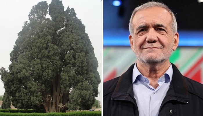 ایران میں ہزاروں سال پرانا درخت، صدر پزشکیان کی ٹرمپ کو بالواسطہ یاد دہانی؟