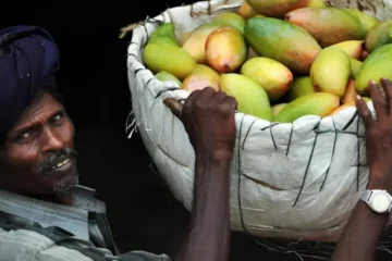 نیپال کا بھارتی آموں کی درآمد پر پابندی، مقامی منڈی متاثر ہونے کا خدشہ 2 نیپال کا بھارتی آموں کی درآمد پر پابندی، مقامی منڈی متاثر ہونے کا خدشہ