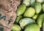 گھر میں آم پکانے کے آسان اور قدرتی طریقے — کیمیکلز سے بچاؤ کا بہتر حل 1 گھر میں آم پکانے کے آسان اور قدرتی طریقے — کیمیکلز سے بچاؤ کا بہتر حل