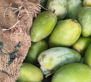 گھر میں آم پکانے کے آسان اور قدرتی طریقے — کیمیکلز سے بچاؤ کا بہتر حل