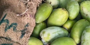 گھر میں آم پکانے کے آسان اور قدرتی طریقے — کیمیکلز سے بچاؤ کا بہتر حل
