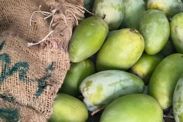گھر میں آم پکانے کے آسان اور قدرتی طریقے — کیمیکلز سے بچاؤ کا بہتر حل
