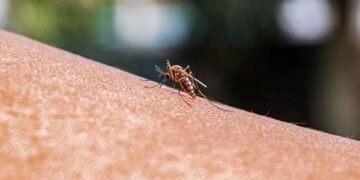 کیلا اور انگور کھانے والے افراد مچھروں کے لیے زیادہ پرکشش کیوں؟