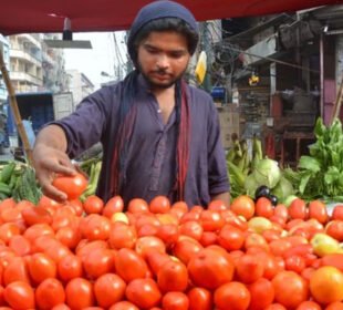 "ایک کلو ٹماٹر یا قیمتی خزانہ؟ کراچی میں نرخ آسمان پر" 7 "ایک کلو ٹماٹر یا قیمتی خزانہ؟ کراچی میں نرخ آسمان پر"