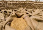 گندم بحران کا نیا خدشہ؟ ذخیرہ اندوزی کے باعث قیمتیں آسمان پر