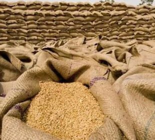 گندم بحران کا نیا خدشہ؟ ذخیرہ اندوزی کے باعث قیمتیں آسمان پر