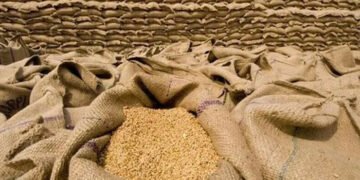 گندم بحران کا نیا خدشہ؟ ذخیرہ اندوزی کے باعث قیمتیں آسمان پر 18 گندم بحران کا نیا خدشہ؟ ذخیرہ اندوزی کے باعث قیمتیں آسمان پر