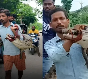 کسان زندہ مگرمچھ کو کندھے پر اٹھا کر تھانے پہنچ گیا، ویڈیو سوشل میڈیا پر وائرل