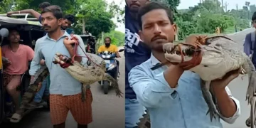 کسان زندہ مگرمچھ کو کندھے پر اٹھا کر تھانے پہنچ گیا، ویڈیو سوشل میڈیا پر وائرل
