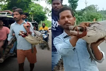 کسان زندہ مگرمچھ کو کندھے پر اٹھا کر تھانے پہنچ گیا، ویڈیو سوشل میڈیا پر وائرل