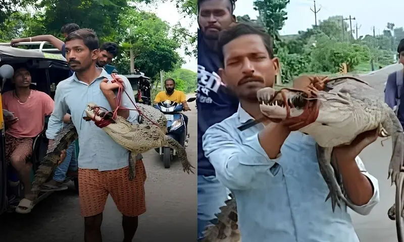 کسان زندہ مگرمچھ کو کندھے پر اٹھا کر تھانے پہنچ گیا، ویڈیو سوشل میڈیا پر وائرل