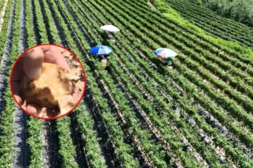 ایشیا میں شدید گرمی کی لہر، زراعت اور انسانی زندگی کو شدید نقصان 2 ایشیا میں شدید گرمی کی لہر، زراعت اور انسانی زندگی کو شدید نقصان