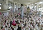 پاکستانی پولٹری فارمز میں اینٹی بایوٹکس کا بے دریغ استعمال، سپر بگز کا خطرہ
