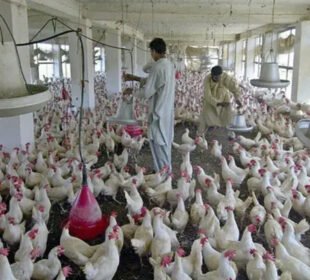 پاکستانی پولٹری فارمز میں اینٹی بایوٹکس کا بے دریغ استعمال، سپر بگز کا خطرہ 5 پاکستانی پولٹری فارمز میں اینٹی بایوٹکس کا بے دریغ استعمال، سپر بگز کا خطرہ