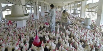 پاکستانی پولٹری فارمز میں اینٹی بایوٹکس کا بے دریغ استعمال، سپر بگز کا خطرہ 5 پاکستانی پولٹری فارمز میں اینٹی بایوٹکس کا بے دریغ استعمال، سپر بگز کا خطرہ