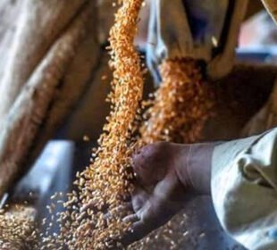 بلوچستان میں گندم کی قلت کا خدشہ، حکومت نے 5 لاکھ بوریاں خریدنے کی منظوری دے دی