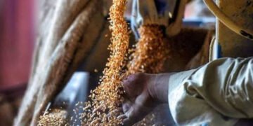 بلوچستان میں گندم کی قلت کا خدشہ، حکومت نے 5 لاکھ بوریاں خریدنے کی منظوری دے دی