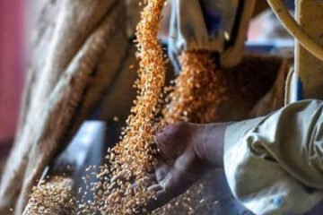بلوچستان میں گندم کی قلت کا خدشہ، حکومت نے 5 لاکھ بوریاں خریدنے کی منظوری دے دی 2 بلوچستان میں گندم کی قلت کا خدشہ، حکومت نے 5 لاکھ بوریاں خریدنے کی منظوری دے دی