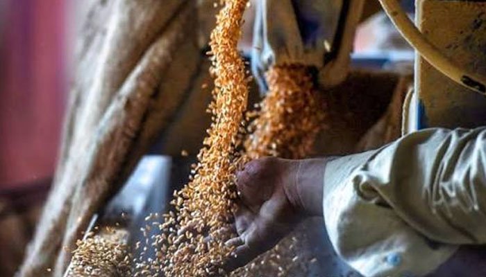 بلوچستان میں گندم کی قلت کا خدشہ، حکومت نے 5 لاکھ بوریاں خریدنے کی منظوری دے دی 1 بلوچستان میں گندم کی قلت کا خدشہ، حکومت نے 5 لاکھ بوریاں خریدنے کی منظوری دے دی