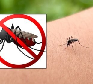 فرانس کے قصبے میں مچھروں کی پرواز پر پابندی، منفرد حکم نامہ جاری