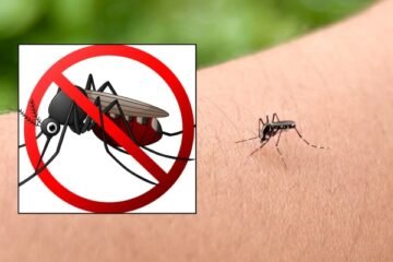 فرانس کے قصبے میں مچھروں کی پرواز پر پابندی، منفرد حکم نامہ جاری 2 فرانس کے قصبے میں مچھروں کی پرواز پر پابندی، منفرد حکم نامہ جاری
