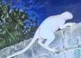 امریکی میکسیکو سرحد پر پراسرار مخلوق کی موجودگی کا دعویٰ