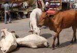 بھارت: گائے کے گوشت کے مقدمے میں تین مسلمان شہریوں کو عمر قید