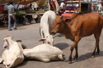 بھارت: گائے کے گوشت کے مقدمے میں تین مسلمان شہریوں کو عمر قید