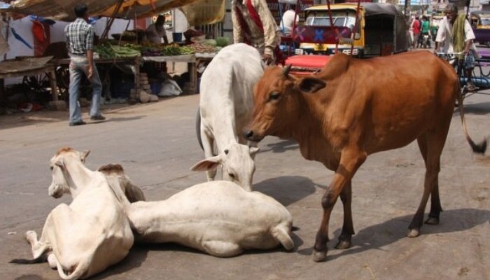 بھارت: گائے کے گوشت کے مقدمے میں تین مسلمان شہریوں کو عمر قید 1 بھارت: گائے کے گوشت کے مقدمے میں تین مسلمان شہریوں کو عمر قید